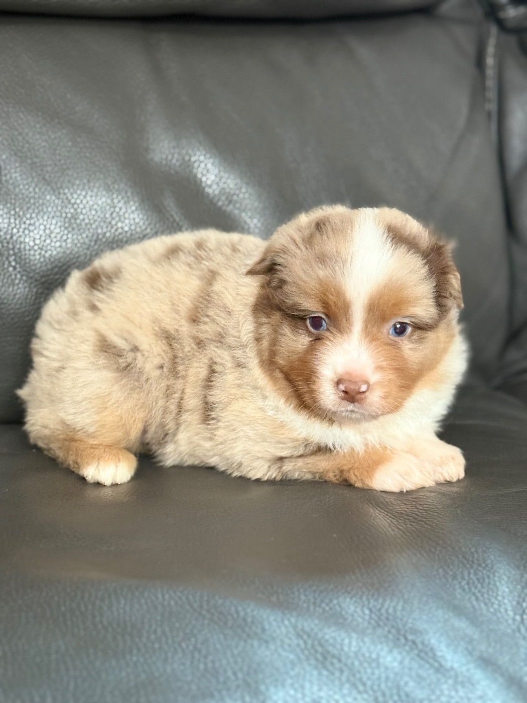 Benoit Prince - Chiots disponibles - Berger Américain Miniature 