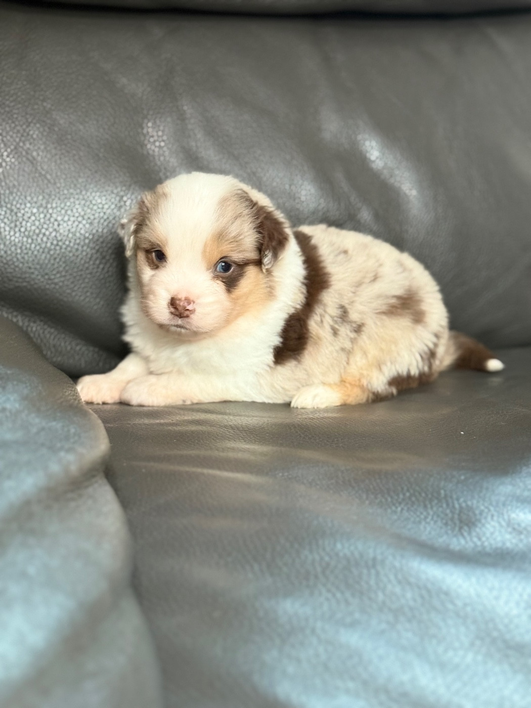 Benoit Prince - Chiots disponibles - Berger Américain Miniature 