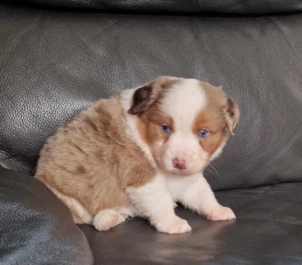 Benoit Prince - Chiots disponibles - Berger Américain Miniature 