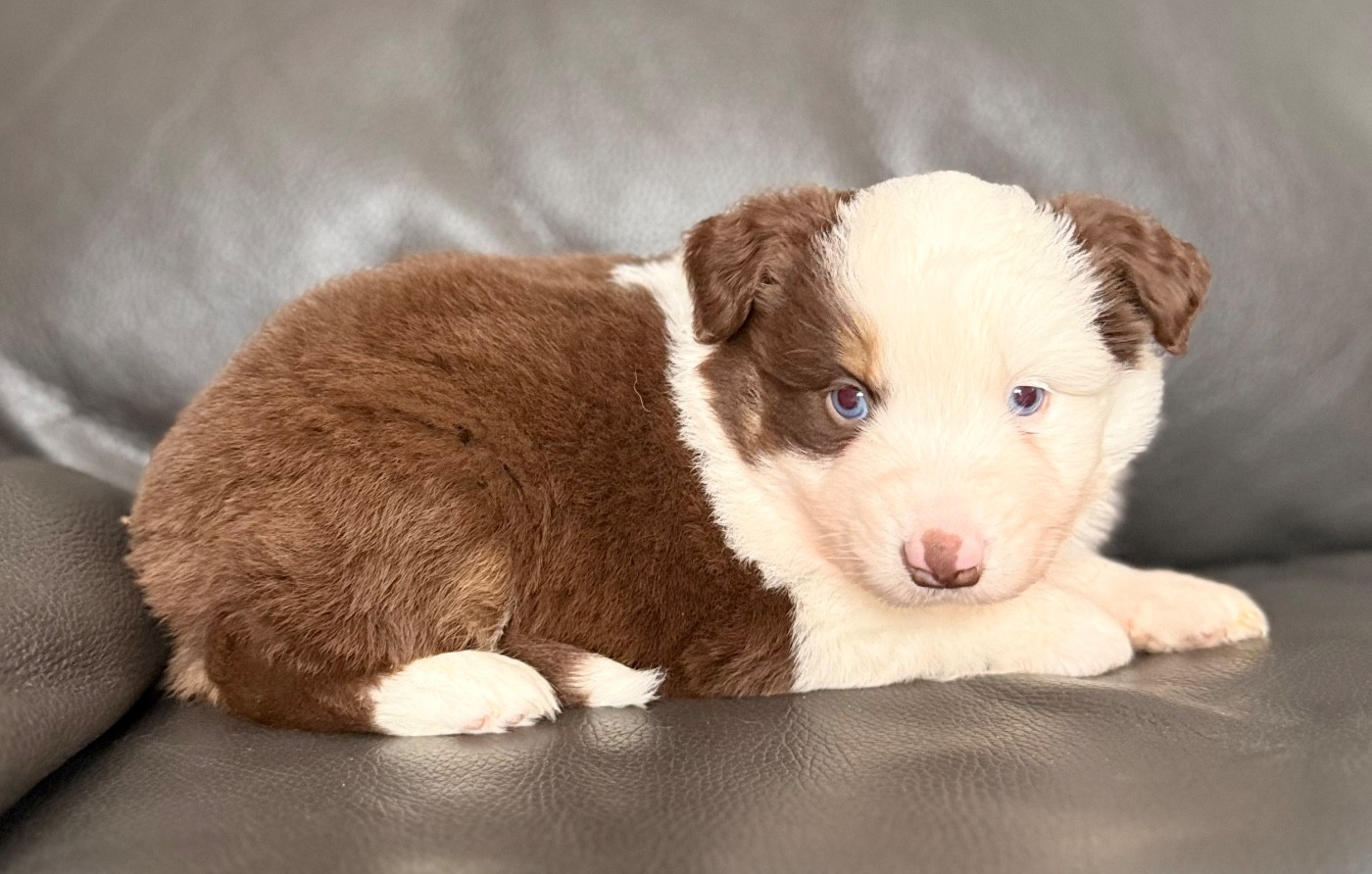 Benoit Prince - Chiots disponibles - Berger Américain Miniature 