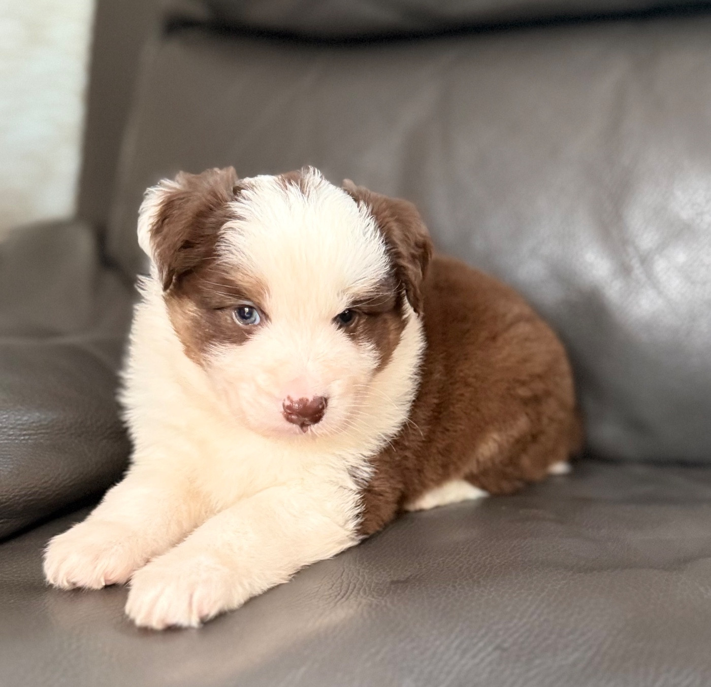 Benoit Prince - Chiots disponibles - Berger Américain Miniature 