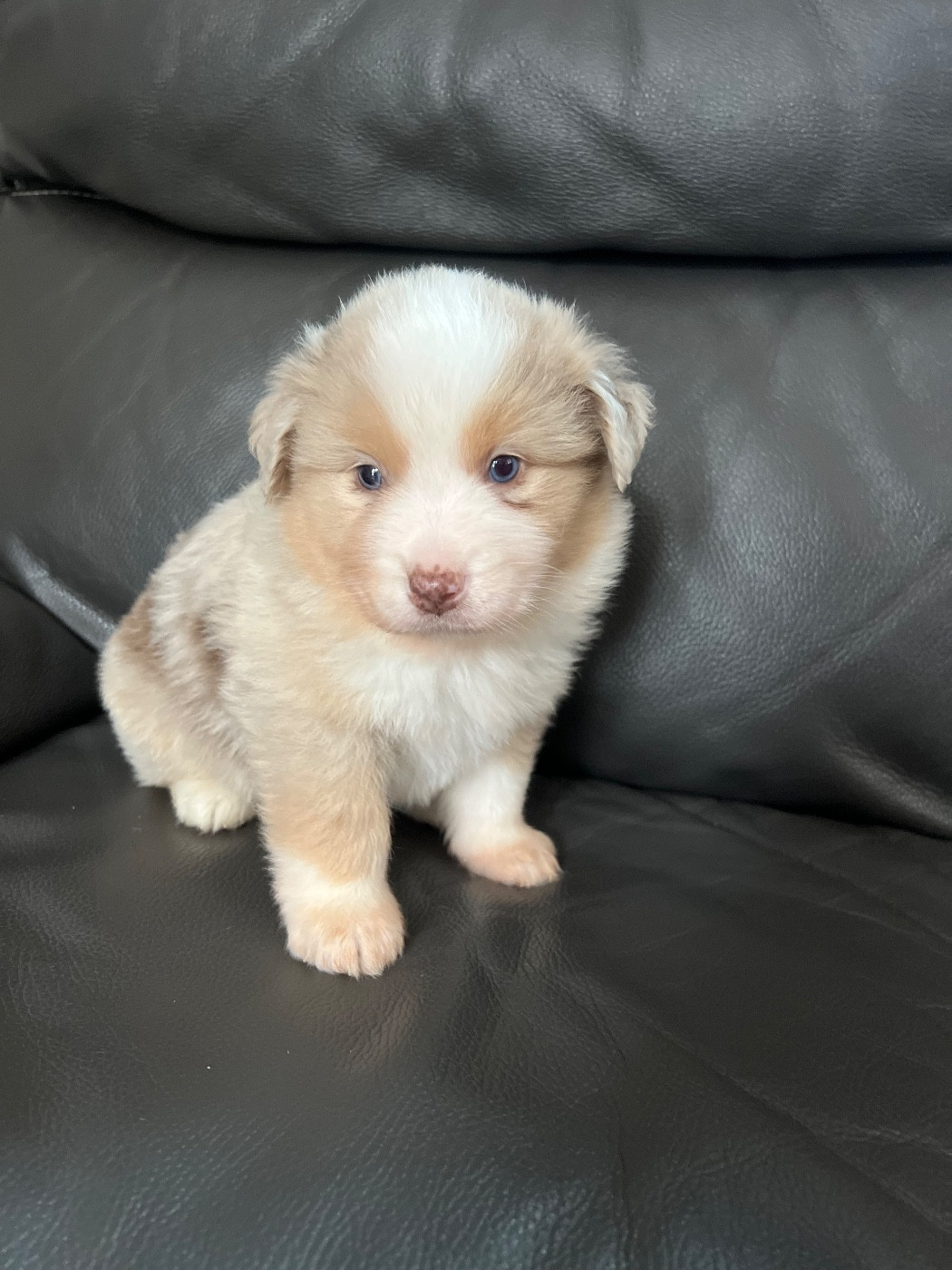 Benoit Prince - Chiots disponibles - Berger Américain Miniature 