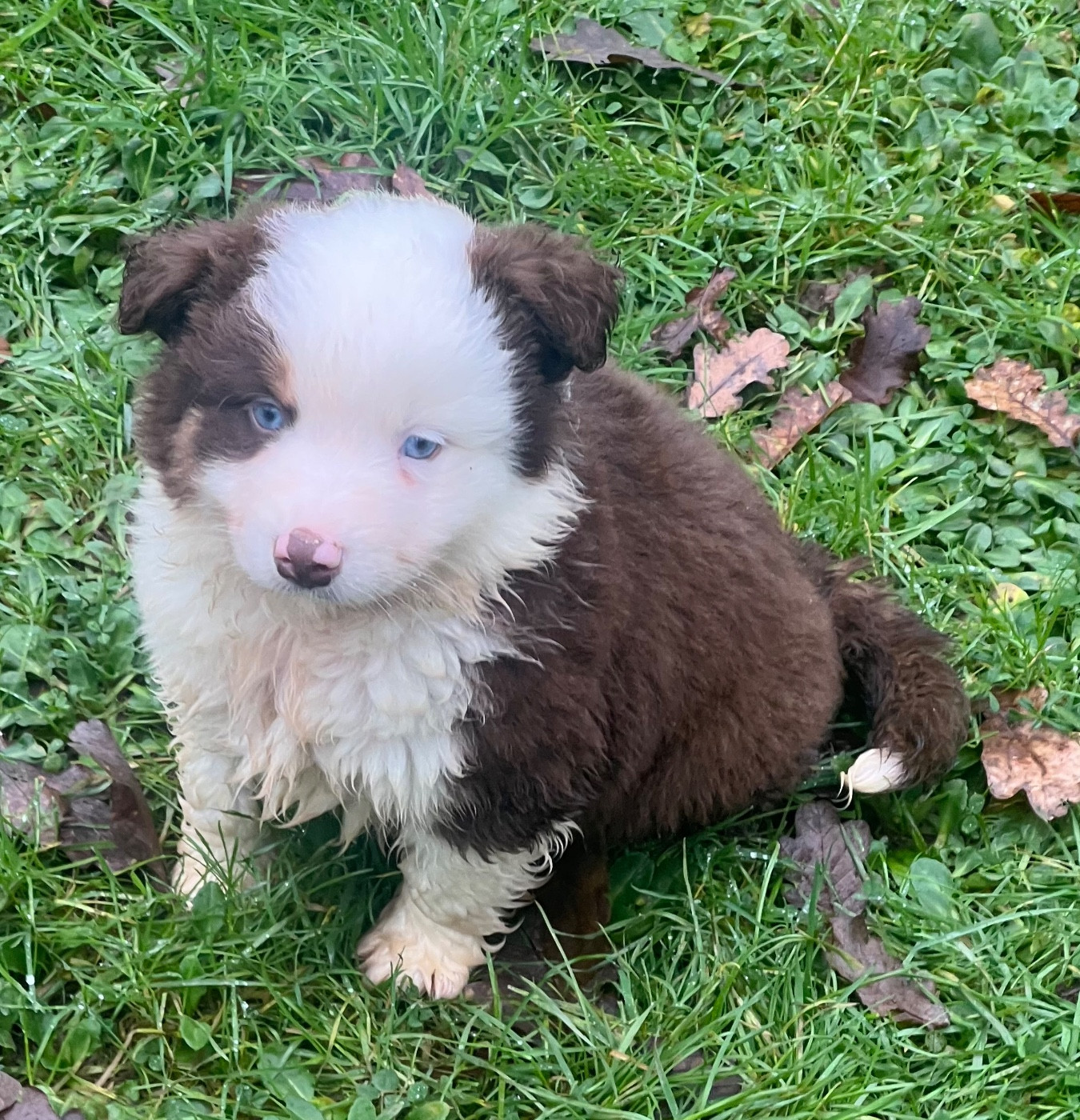 Benoit Prince - Chiots disponibles - Berger Américain Miniature 