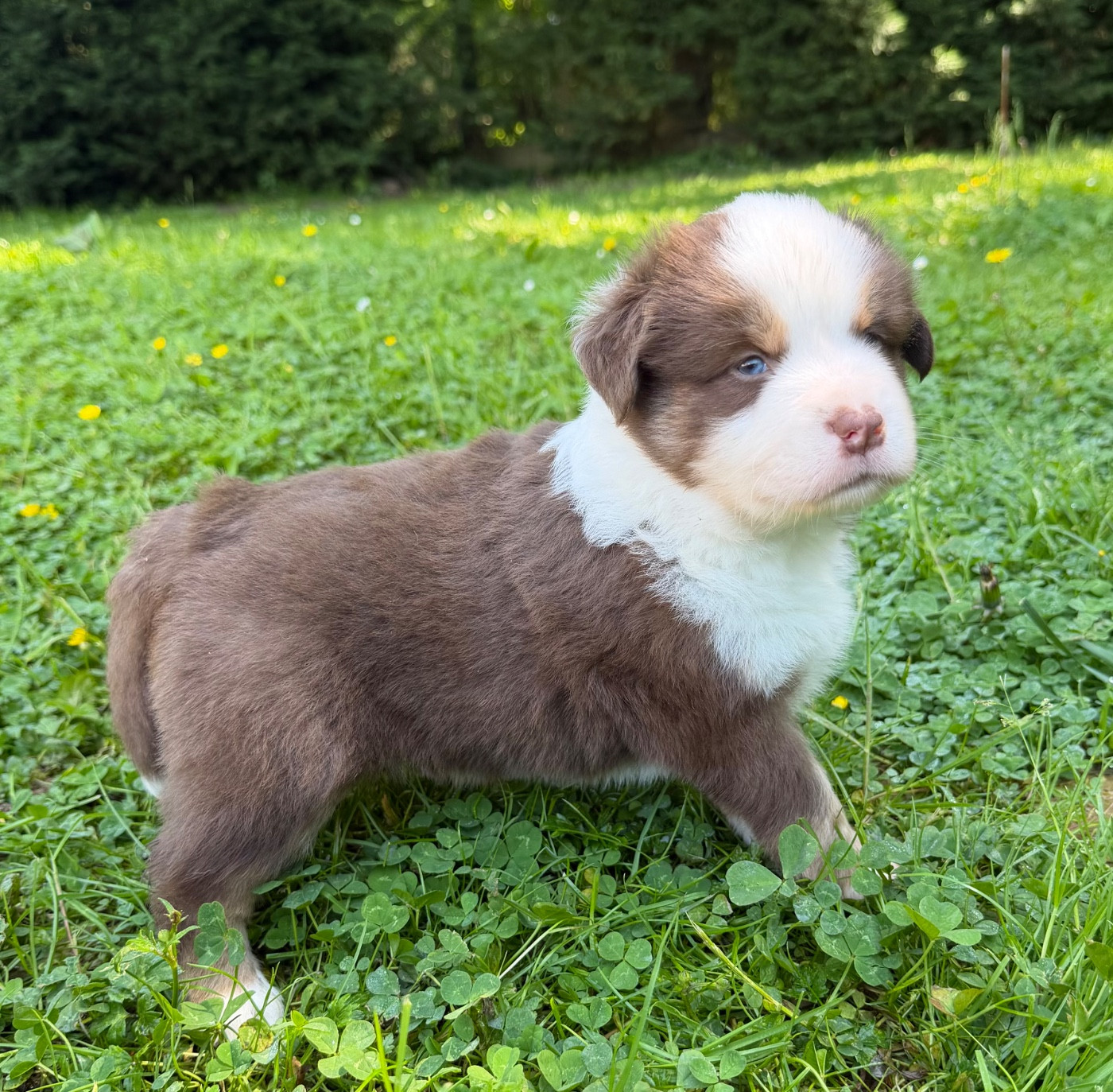 Benoit Prince - Chiots disponibles - Berger Américain Miniature 