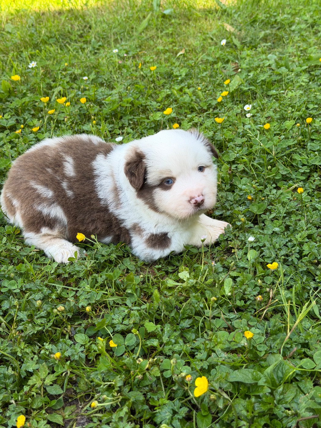 Benoit Prince - Chiots disponibles - Berger Américain Miniature 
