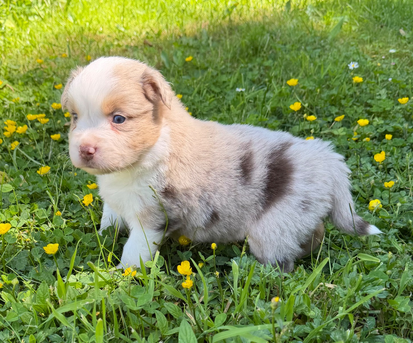 Benoit Prince - Chiots disponibles - Berger Américain Miniature 