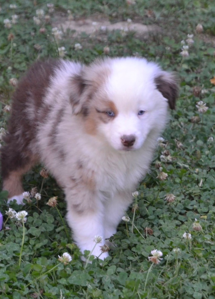 CHIOT 5