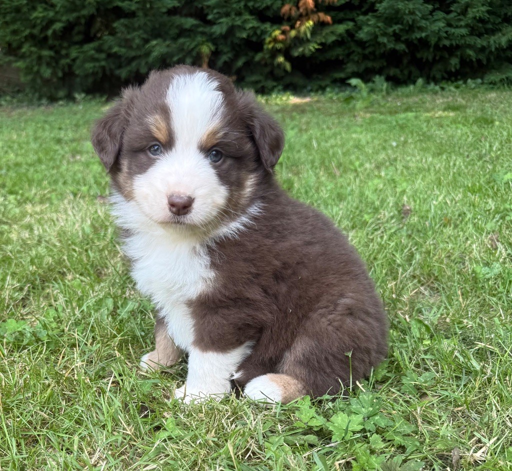 Benoit Prince - Chiots disponibles - Berger Américain Miniature 