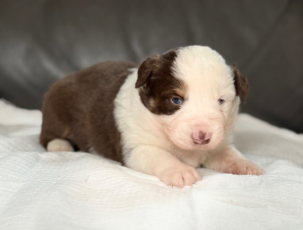 Benoit Prince - Chiots disponibles - Berger Américain Miniature 