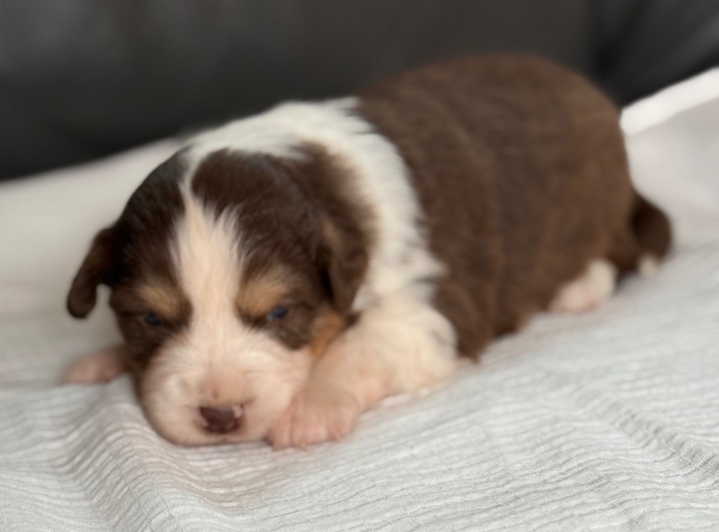 Benoit Prince - Chiots disponibles - Berger Américain Miniature 