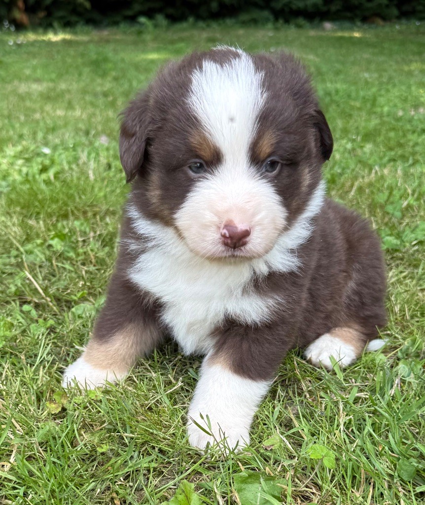Benoit Prince - Chiots disponibles - Berger Américain Miniature 
