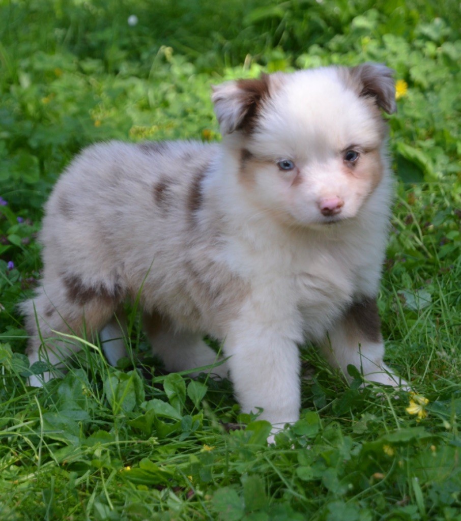 Benoit Prince - Chiots disponibles - Berger Américain Miniature 