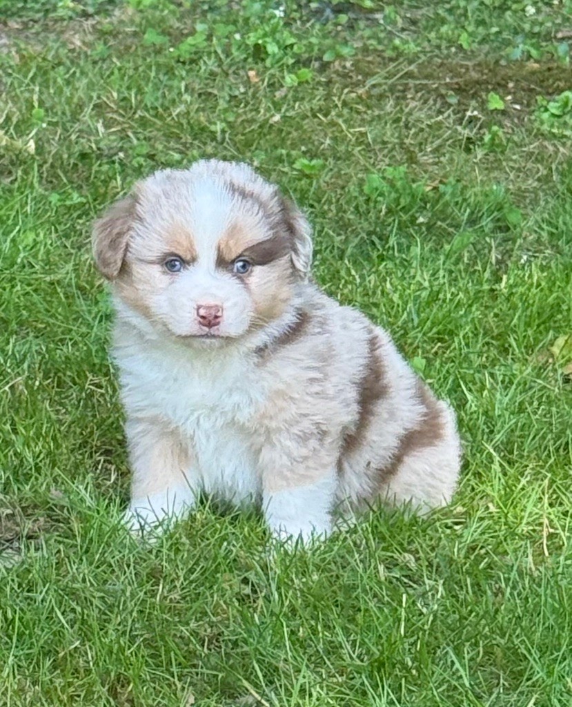 Benoit Prince - Chiots disponibles - Berger Américain Miniature 