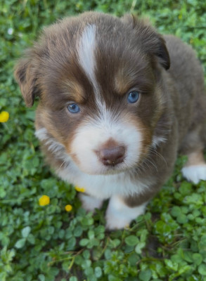 Chiot N°4