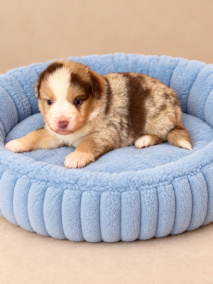 Chiot N°1
