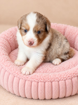 Chiot N°3