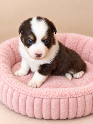 Chiot N°6