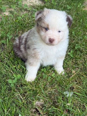 CHIOT 5