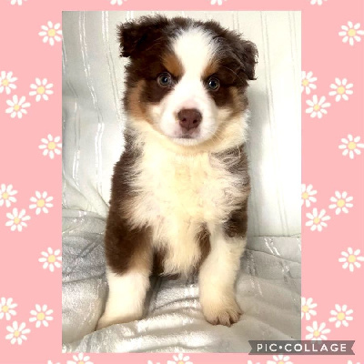 CHIOT 5