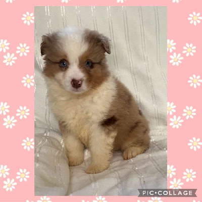 CHIOT 2