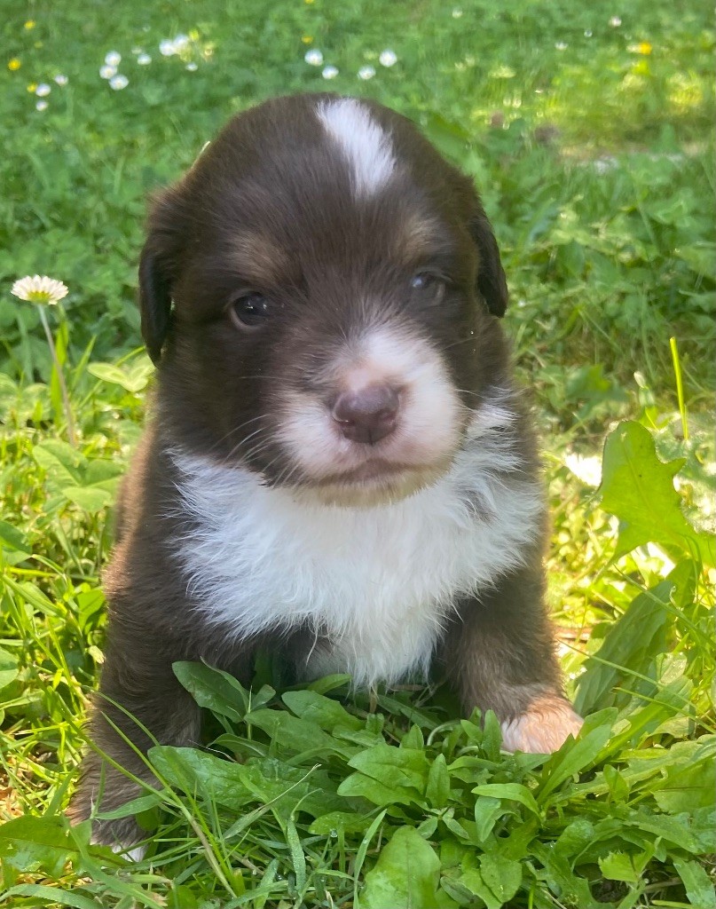 Benoit Prince - Chiots disponibles - Berger Américain Miniature 