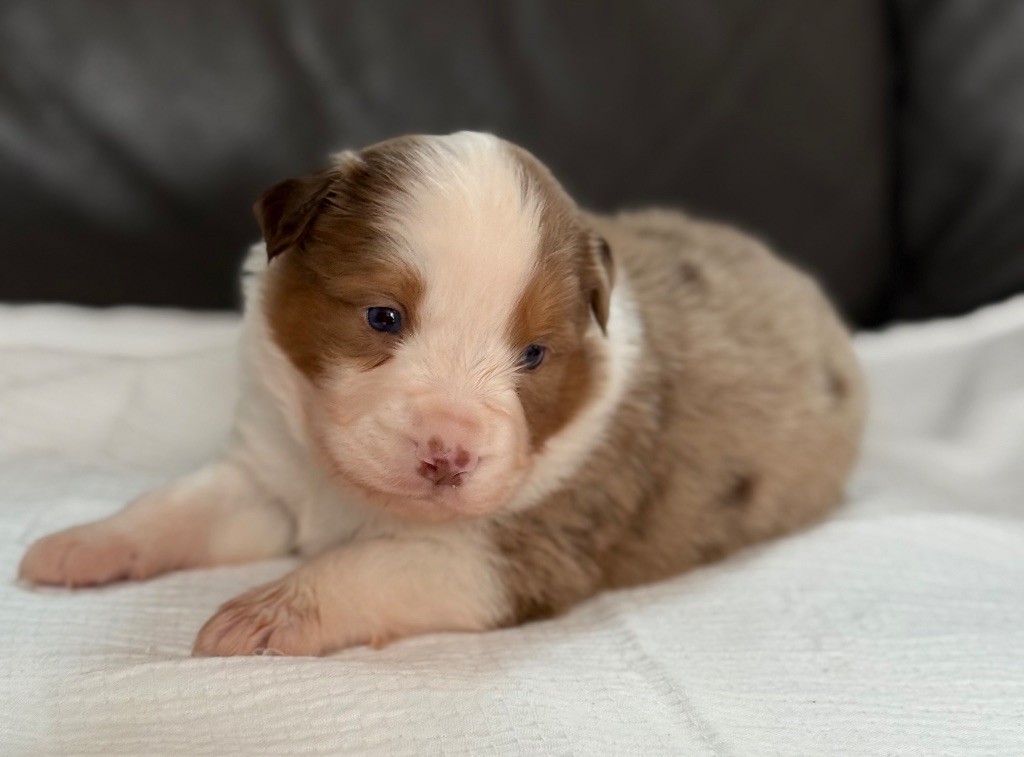 Benoit Prince - Chiots disponibles - Berger Américain Miniature 