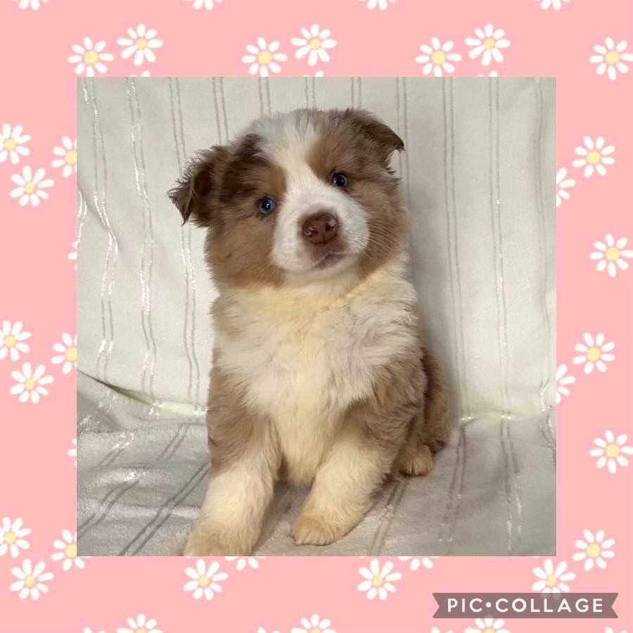 Benoit Prince - Berger Américain Miniature  - Portée née le 04/01/2024