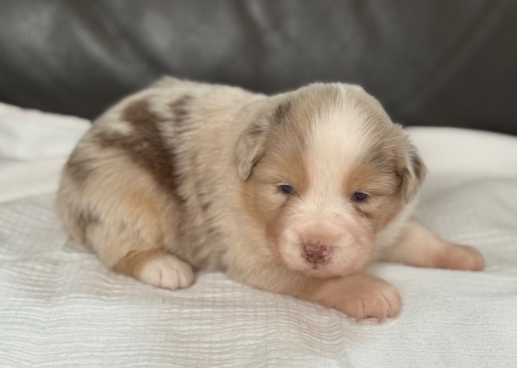 Benoit Prince - Chiots disponibles - Berger Américain Miniature 